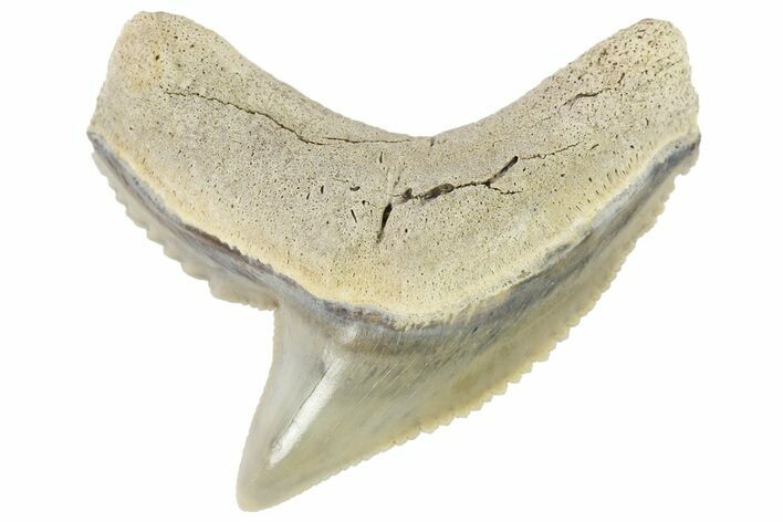 Fossil Tiger Shark (Galeocerdo) Tooth - Aurora, NC #179000